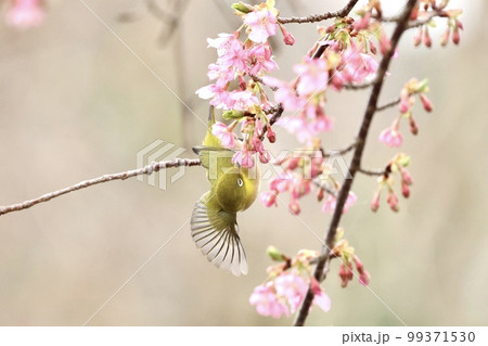 河津桜とメジロ 河津桜とメジロ 99371530