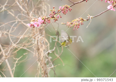 河津桜とメジロ 99371543