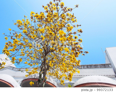 【沖縄】春に咲くイペーの花 【沖縄】春に咲くイペーの花 99372133
