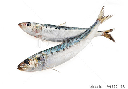 鰯 マイワシ 鰯 マイワシ 99372148