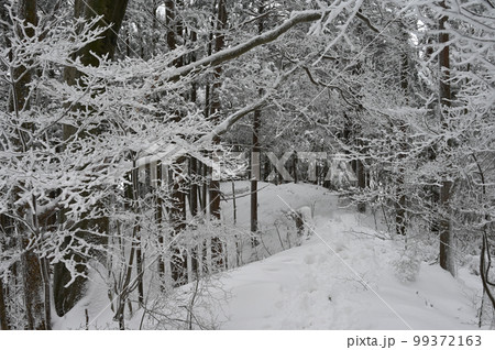 四国香川県高松市の雪景色 四国香川県高松市の雪景色 99372163