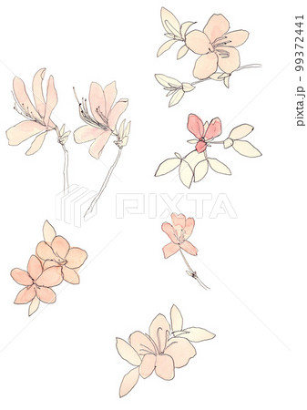 ツツジの花 99372441