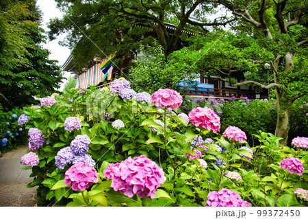 京都 智積院 京都 智積院 99372450
