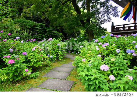 京都 智積院の紫陽花 京都 智積院の紫陽花 99372457