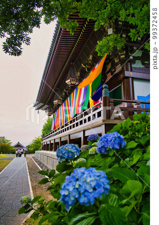 京都　智積院の紫陽花 99372458