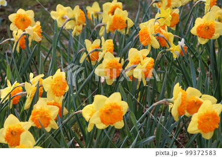 一面に咲くスイセンの黄色春を告げ 99372583