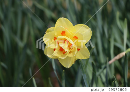 可憐な花姿をした春を告げる花 可憐な花姿をした春を告げる花 99372606