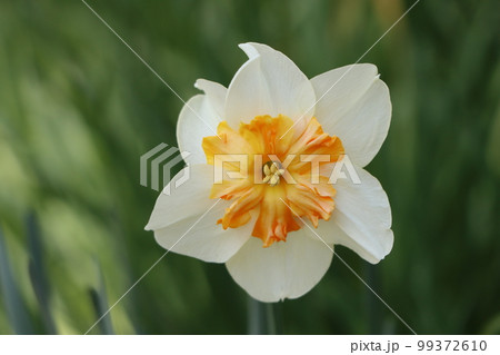 個性の主張が人一倍強い水仙の花 99372610