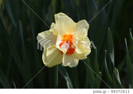 複雑な花姿をした変わり種のスイセンの花 複雑な花姿をした変わり種のスイセンの花 99372611