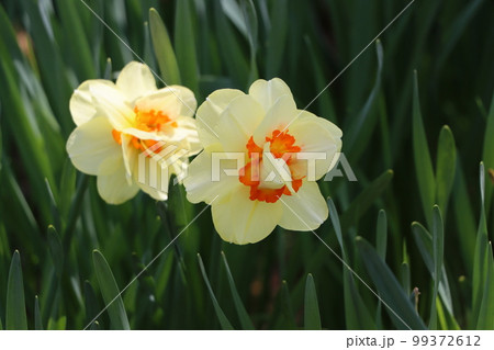 緑色の背景に浮かび上がる春を告げる球根植物 99372612