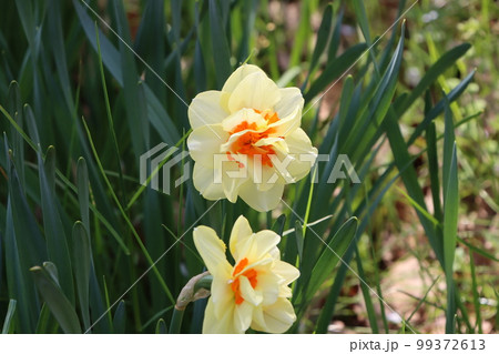 変わった品種の水仙の花が咲く讃岐まんのう公園 変わった品種の水仙の花が咲く讃岐まんのう公園 99372613