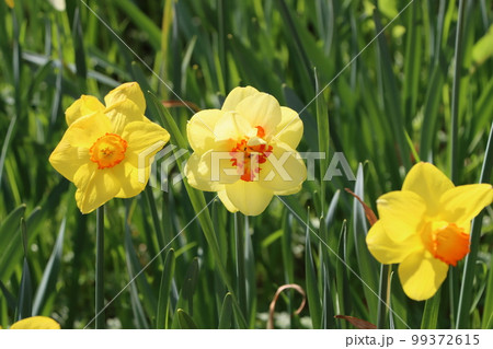 それぞれの個性が際立つスイセンの花 それぞれの個性が際立つスイセンの花 99372615