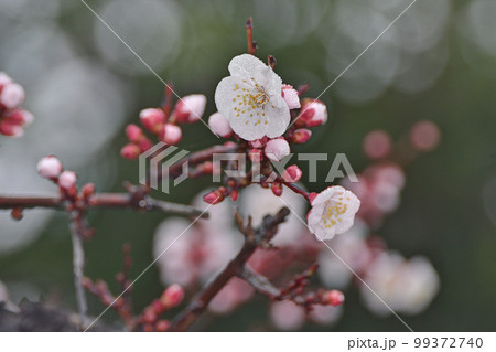 大阪城の梅林にて 大阪城の梅林にて 99372740