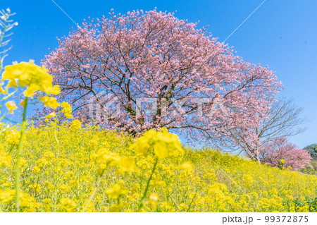 河津桜と菜の花の共演　みなみの桜祭り　2023年撮れたて 99372875