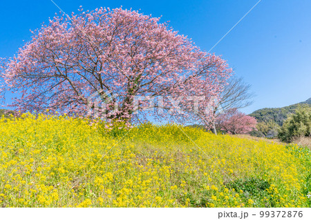 河津桜と菜の花の共演　みなみの桜祭り　2023年撮れたて 99372876