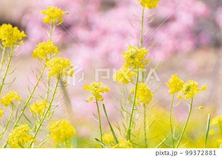 河津桜と菜の花の共演　みなみの桜祭り　2023年撮れたて 99372881