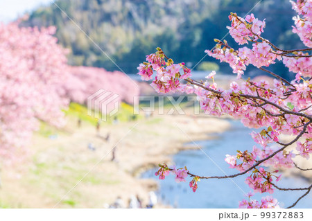 河津桜と菜の花の共演 みなみの桜祭り 2023年撮れたて 河津桜と菜の花の共演 みなみの桜祭り 2023年撮れたて 99372883