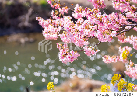河津桜と菜の花の共演　みなみの桜祭り　2023年撮れたて 99372887