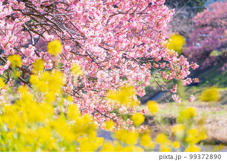河津桜と菜の花の共演　みなみの桜祭り　2023年撮れたて 99372890