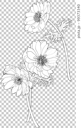 海葵花單色線描 99373340