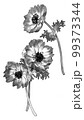 アネモネの花モノクロイラスト 99373344