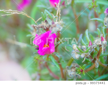 初秋のマツバボタン 初秋のマツバボタン 99373441