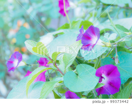 小さな紫色のアサガオ 小さな紫色のアサガオ 99373442
