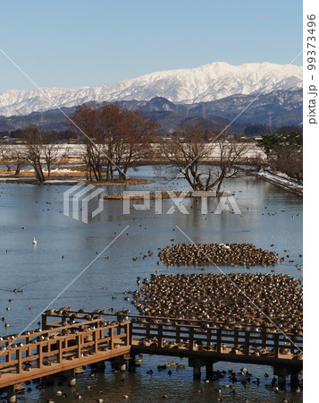 冬の瓢湖と二王子岳 99373496