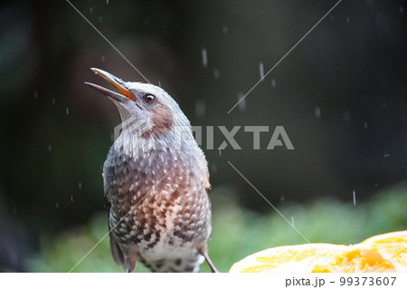 雨が降ろうと強風が吹こうと美味しいミカンを食べるヒヨドリ 99373607