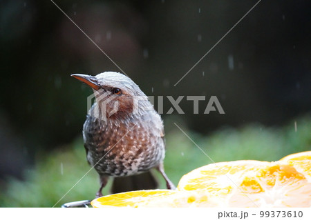雨が降ろうと強風が吹こうと美味しいミカンを食べるヒヨドリ 雨が降ろうと強風が吹こうと美味しいミカンを食べるヒヨドリ 99373610