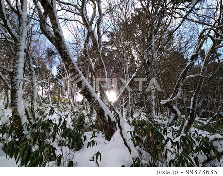 雪の中の光 雪の中の光 99373635