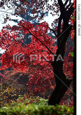 四国香川県高松市にある第82番札所根香寺（ねごろじ）の紅葉 99373841