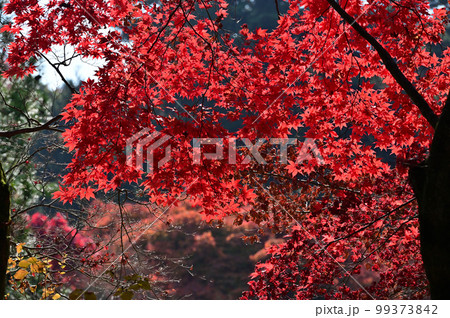 四国香川県高松市にある第82番札所根香寺(ねごろじ)の紅葉 四国香川県高松市にある第82番札所根香寺(ねごろじ)の紅葉 99373842