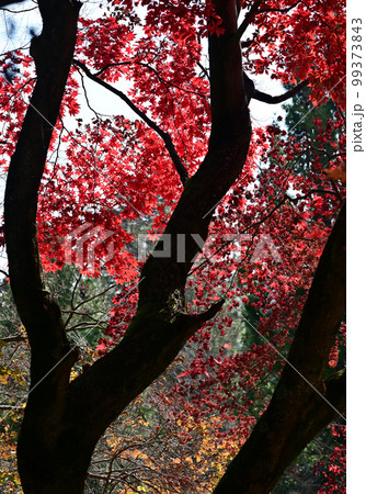四国香川県高松市にある第82番札所根香寺(ねごろじ)の紅葉 四国香川県高松市にある第82番札所根香寺(ねごろじ)の紅葉 99373843