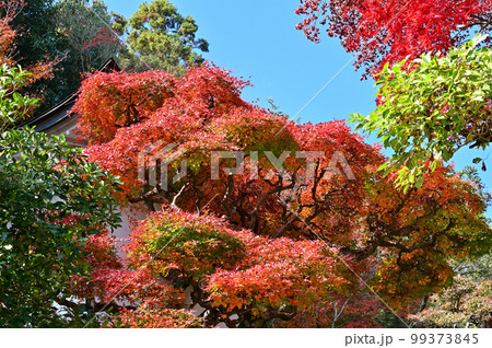 四国香川県高松市にある第82番札所根香寺(ねごろじ)の紅葉 四国香川県高松市にある第82番札所根香寺(ねごろじ)の紅葉 99373845