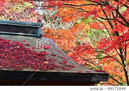 四国香川県高松市にある第82番札所根香寺（ねごろじ）の紅葉 99373846