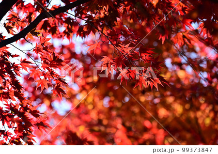 四国香川県高松市にある第82番札所根香寺（ねごろじ）の紅葉 99373847