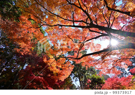 四国香川県坂出市にある第81番札所白峰寺(しらみねじ)の紅葉 四国香川県坂出市にある第81番札所白峰寺(しらみねじ)の紅葉 99373917