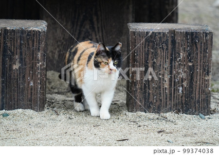 地域猫の三毛猫のメスが誰も居ない公園で遊ぶ 地域猫の三毛猫のメスが誰も居ない公園で遊ぶ 99374038