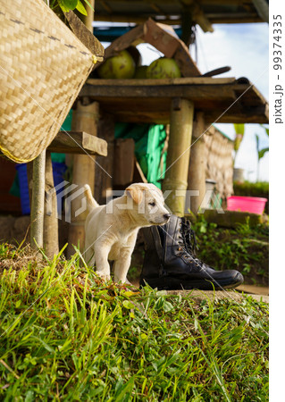 白い子犬と長靴(インドネシア・バリ島のジャティルイ棚田) 白い子犬と長靴(インドネシア・バリ島のジャティルイ棚田) 99374335