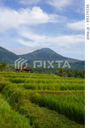 ジャティルイ棚田と山の景色(インドネシア・バリ島) ジャティルイ棚田と山の景色(インドネシア・バリ島) 99374336
