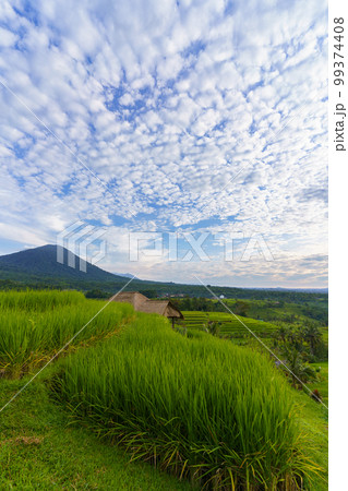 ジャティルイ棚田と山の景色（インドネシア・バリ島） 99374408