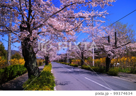 秩父長瀞 桜並木 秩父長瀞 桜並木 99374634