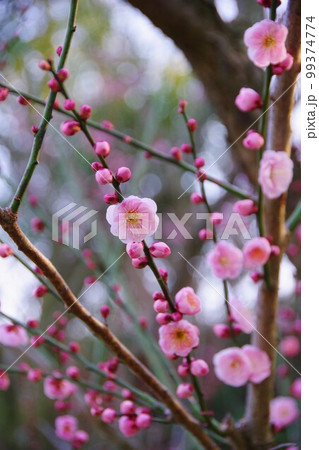 未開紅 未開紅 99374774