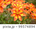 オレンジ色の花 99374894