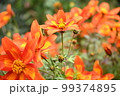 オレンジ色の花 99374895