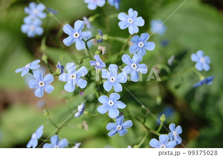 beautiful blue forget-me-not flowers in the garden 99375028
