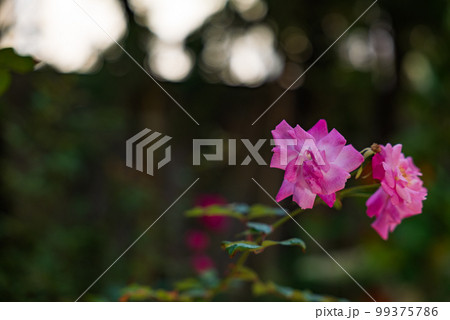 日本・沖縄で咲くピンク色のコウシンバラの花 日本・沖縄で咲くピンク色のコウシンバラの花 99375786
