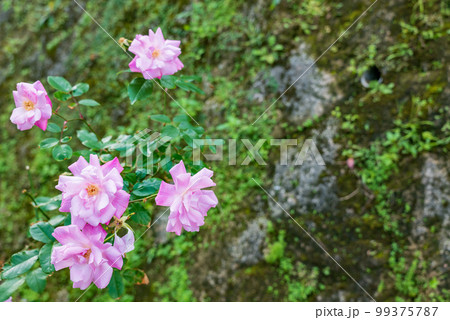 日本・沖縄で咲くピンク色のコウシンバラの花 日本・沖縄で咲くピンク色のコウシンバラの花 99375787