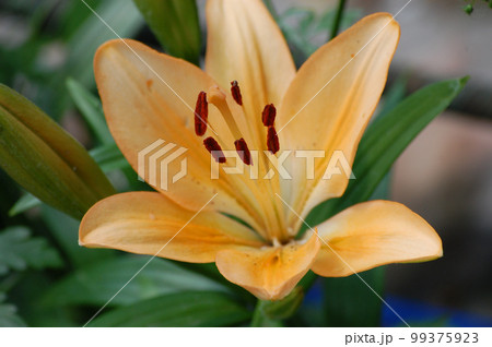 big beautiful yellow lily grows in the garden big beautiful yellow lily grows in the garden 99375923